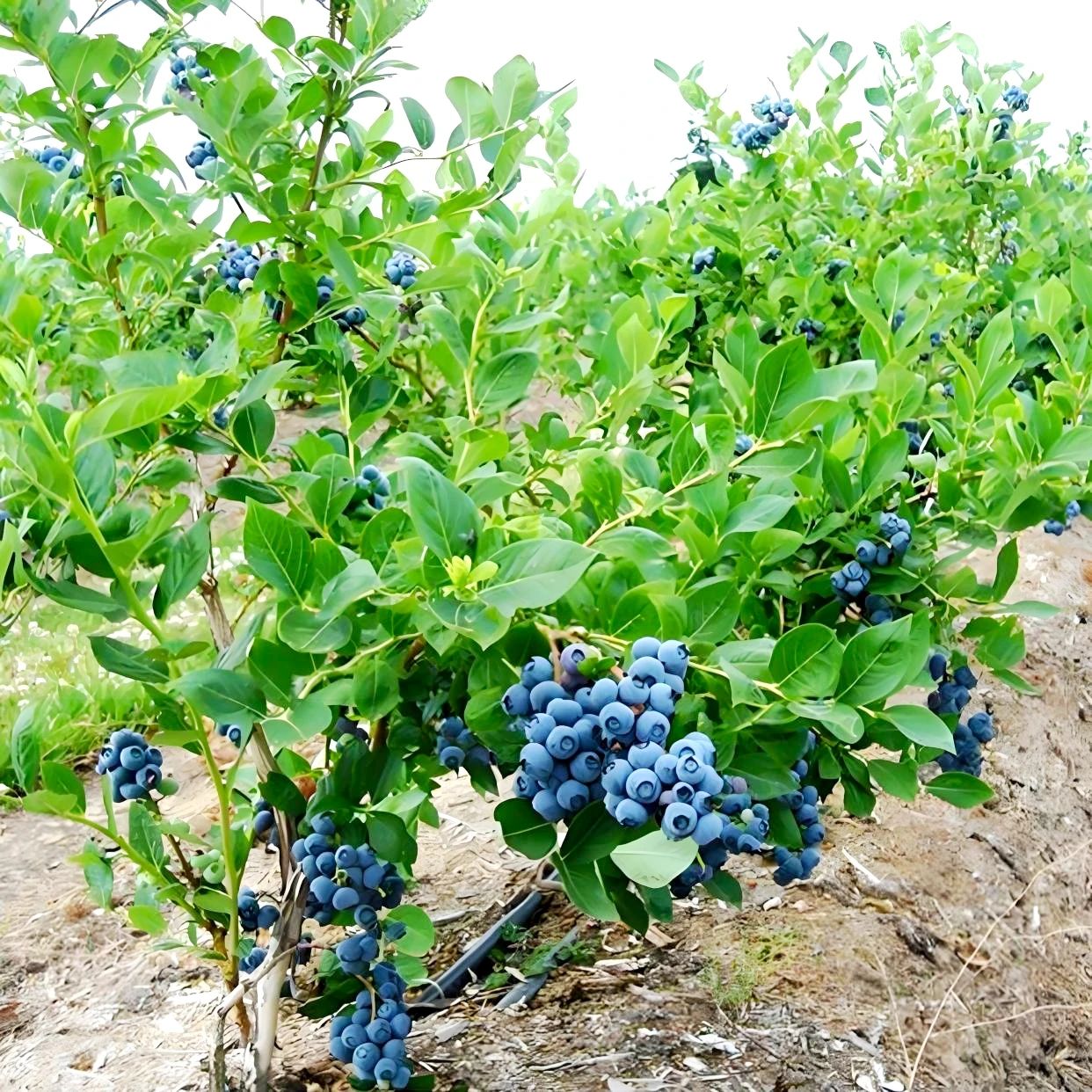 1753663825677242.jpg 微信圖片_20250728084915.jpg